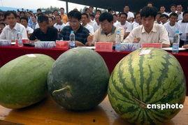 安徽网红地下室吃瓜,安徽“吃瓜”现象背后的故事 第1张 安徽网红地下室吃瓜,安徽“吃瓜”现象背后的故事 第1张